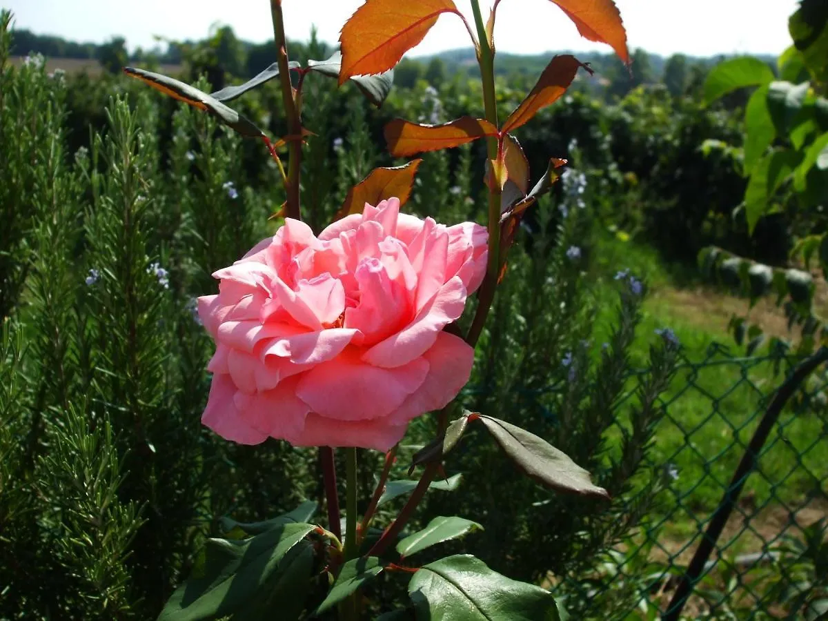 Country house Agriturismo Nuvolino Monzambano Italy
